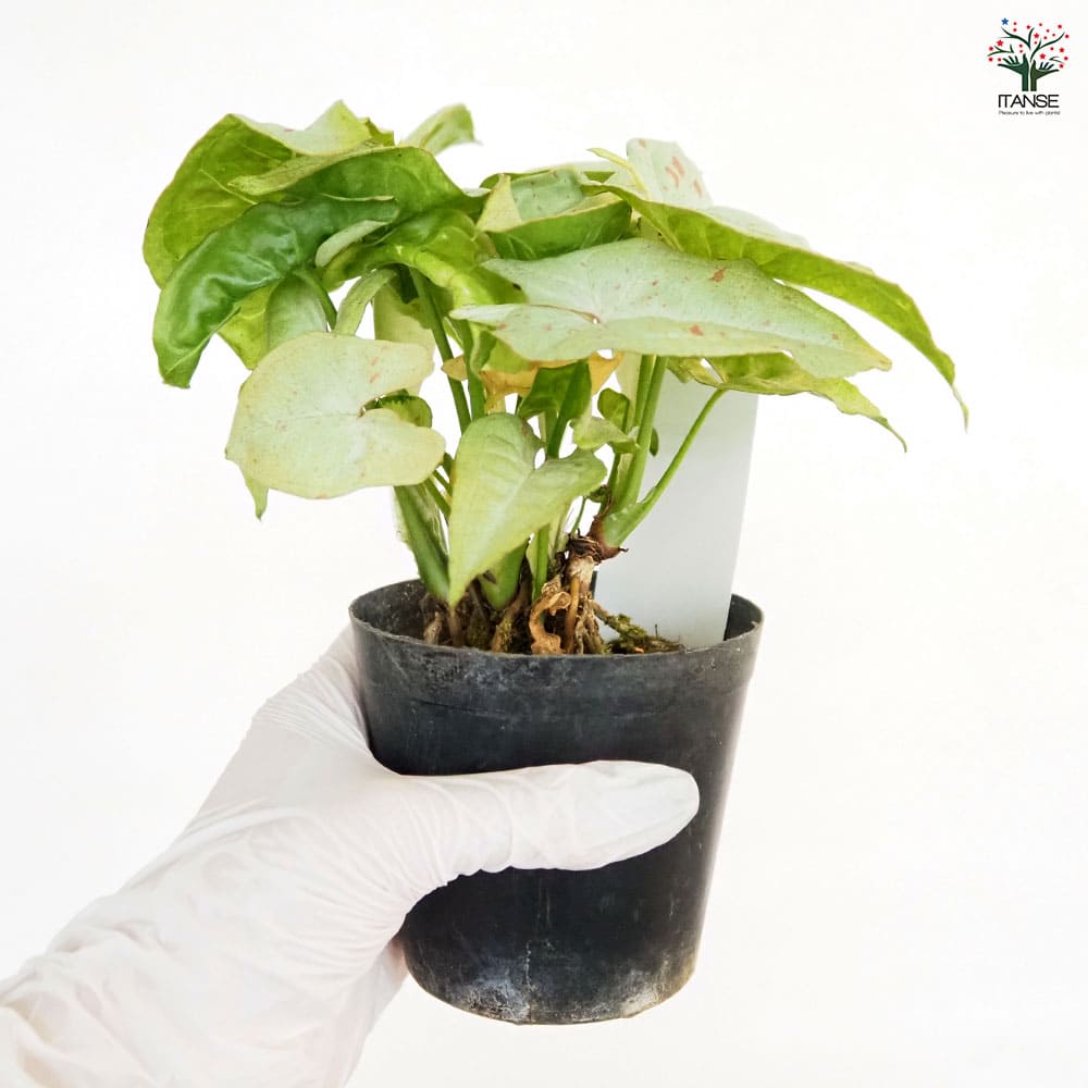 シンゴニューム(シンゴニウム) ミルクコンフェッティ 【観葉植物 3号】