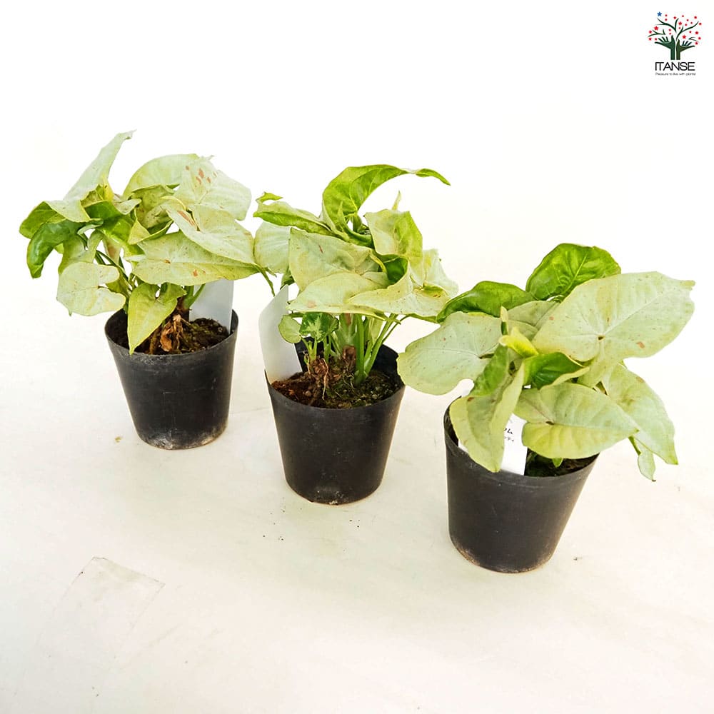 シンゴニューム(シンゴニウム) ミルクコンフェッティ 【観葉植物 3号】