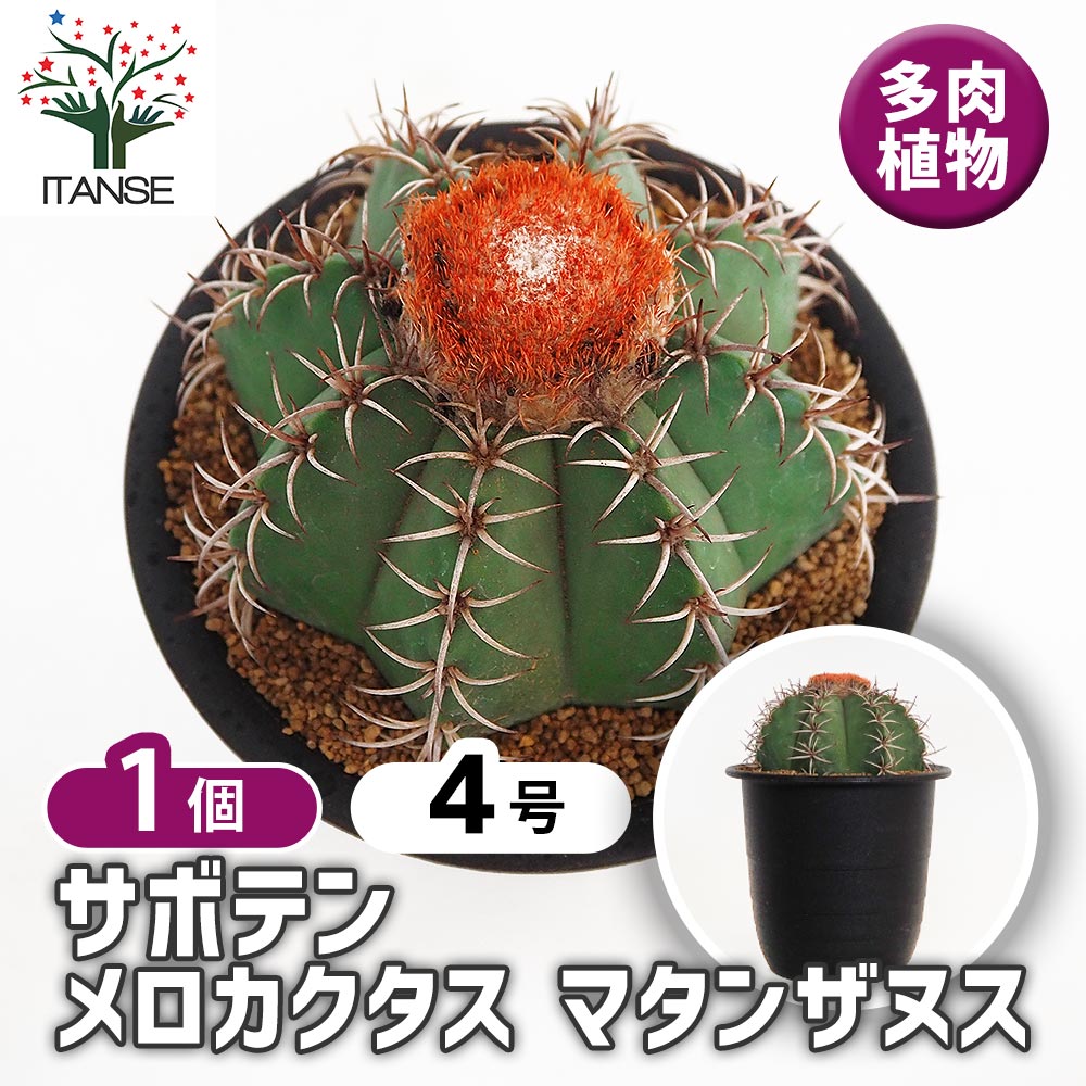 サボテン メロカクタス マタンザヌス 【多肉植物 4号／1個売り