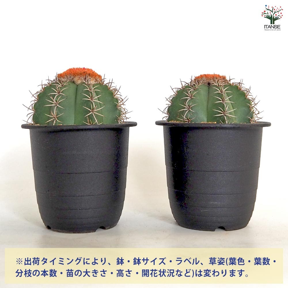 サボテン メロカクタス マタンザヌス 【多肉植物 4号／1個売り