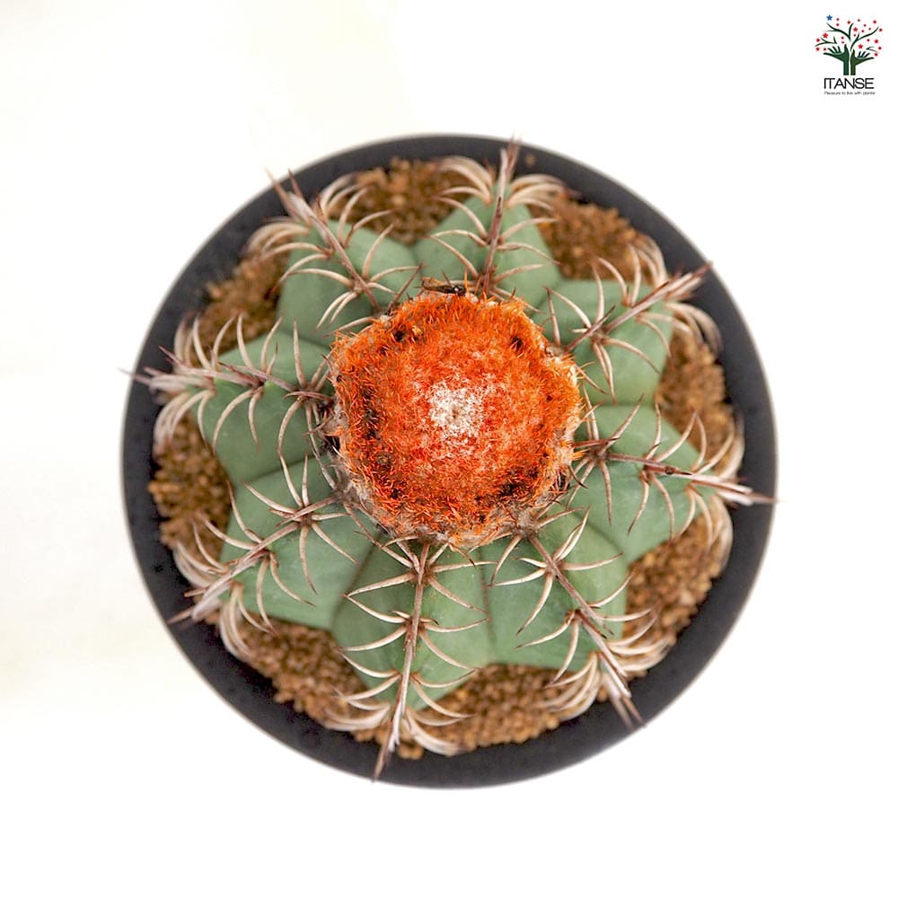 サボテン メロカクタス マタンザヌス 【多肉植物 4号／1個売り