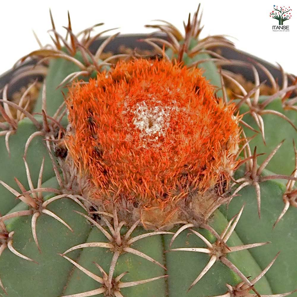 サボテン メロカクタス マタンザヌス 【多肉植物 4号／1個売り