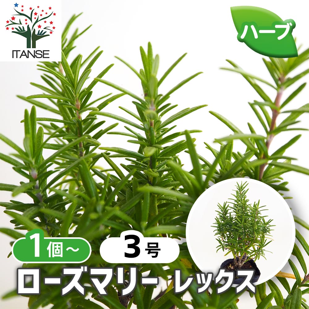 ローズマリー レックス 【ハーブの苗 3号】｜ 【植物のITANSE