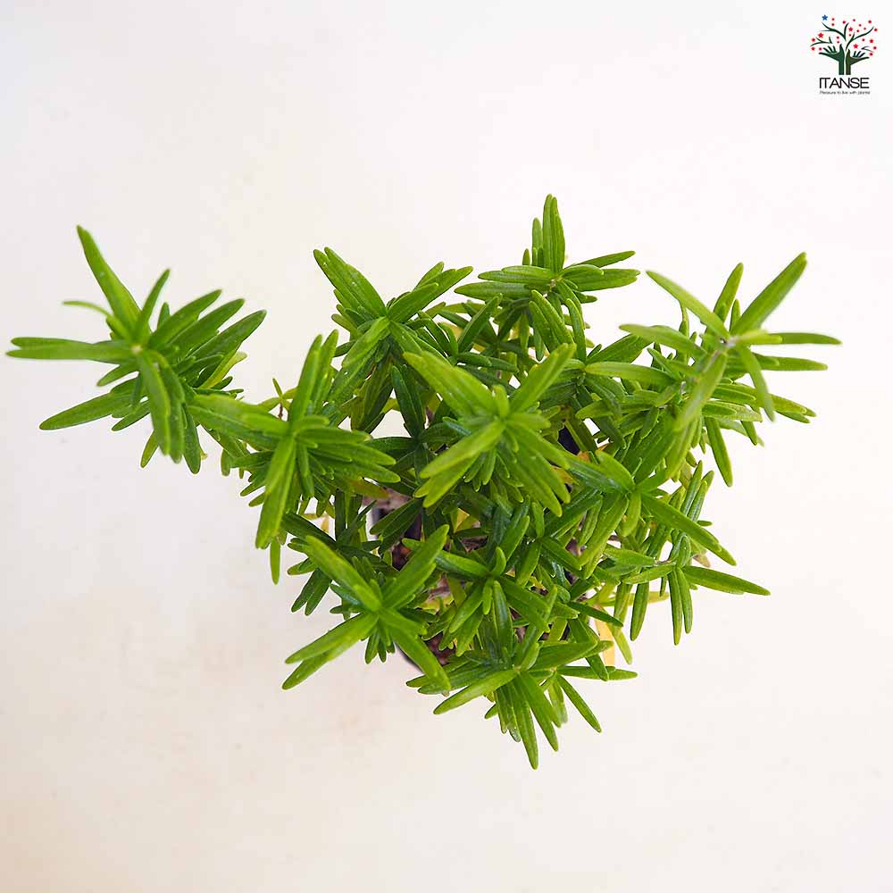 【ご注文品】ローズマリー アブラクサス 発根済み 2苗　1500円にて承りました ご注文品】ローズマリー アブラクサス 発根済み 2苗 1500円にて承り