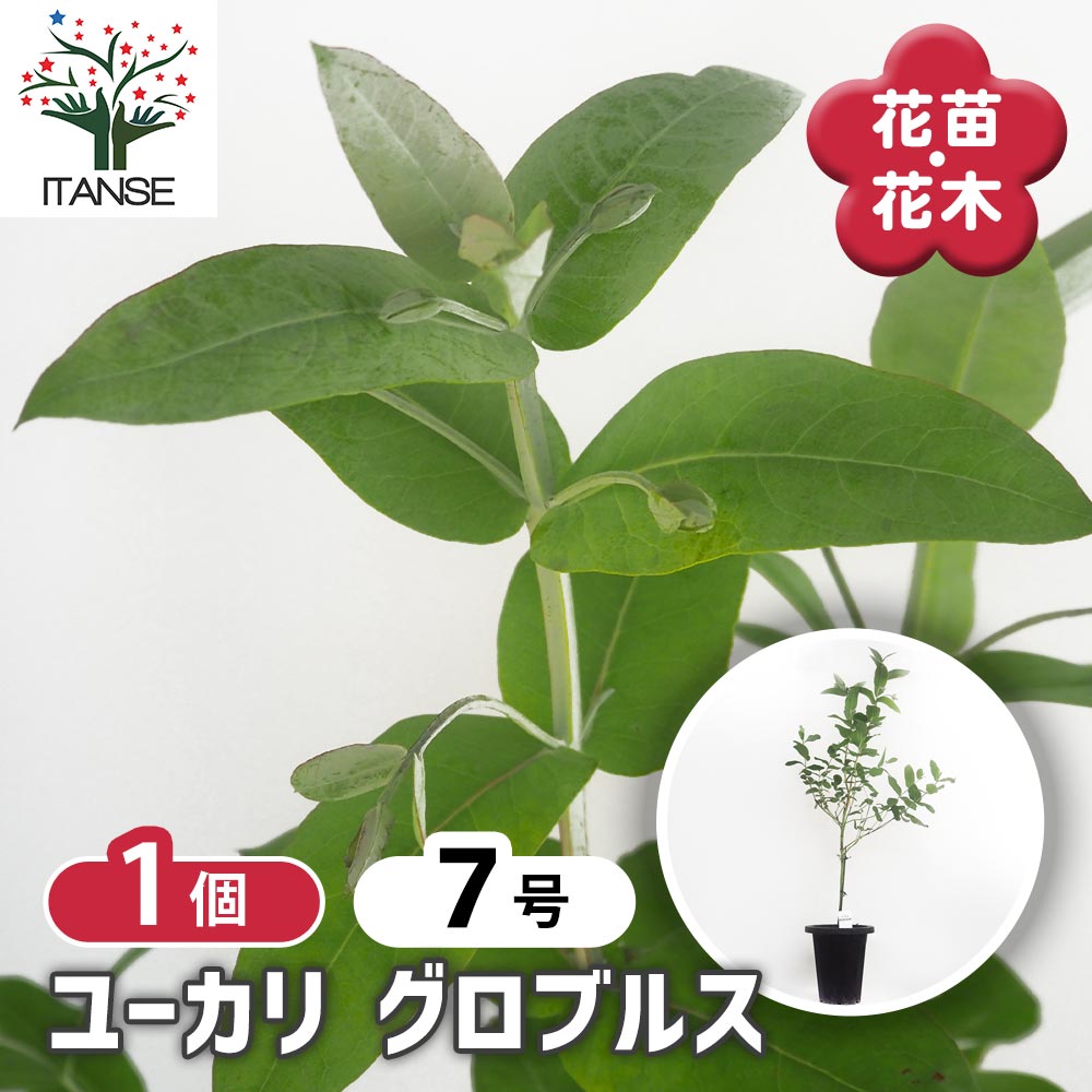 ユーカリ グロブルス 【花木苗 7号／1個売り】｜ 【植物のITANSE