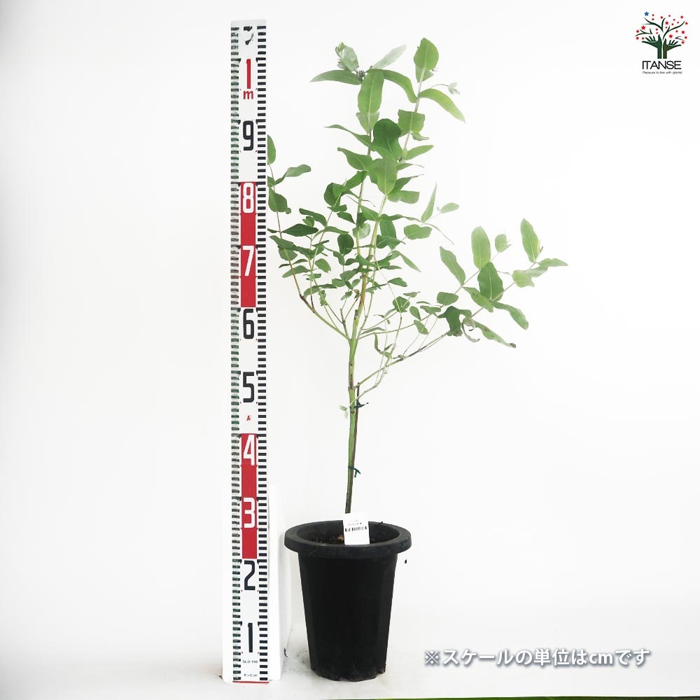 ユーカリ グロブルス 【花木苗 7号／1個売り】｜ 【植物のITANSE