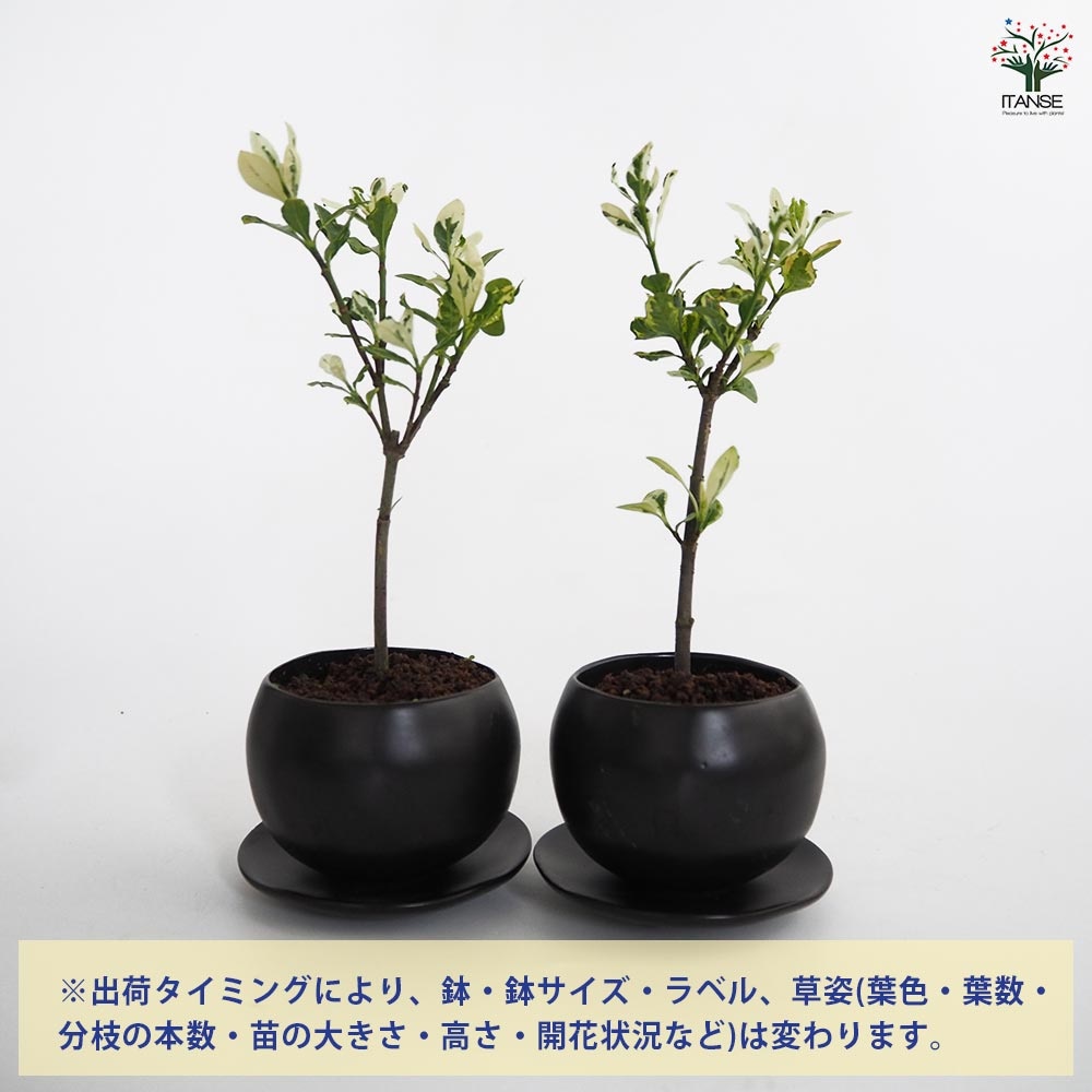 斑入クチナシ 球体鉢(受皿付) 【盆栽 3.5号／1個売り】｜ 【植物の