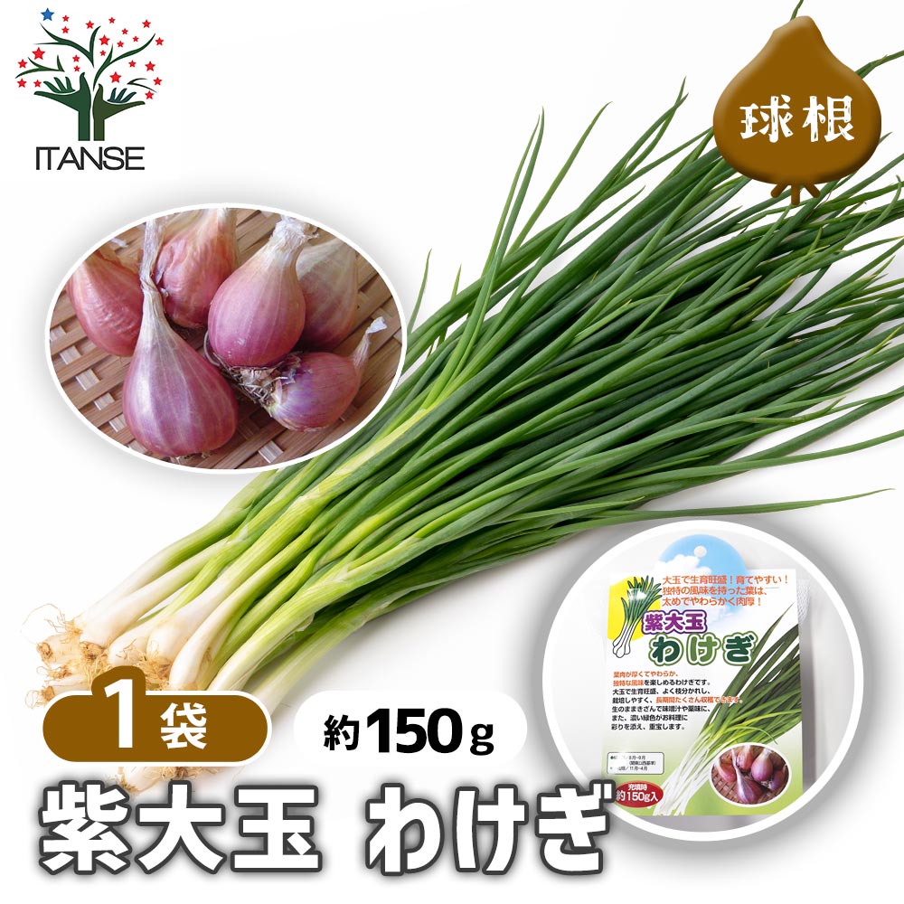 紫大玉 わけぎ 【野菜球根 充填時150g ／1個売り】