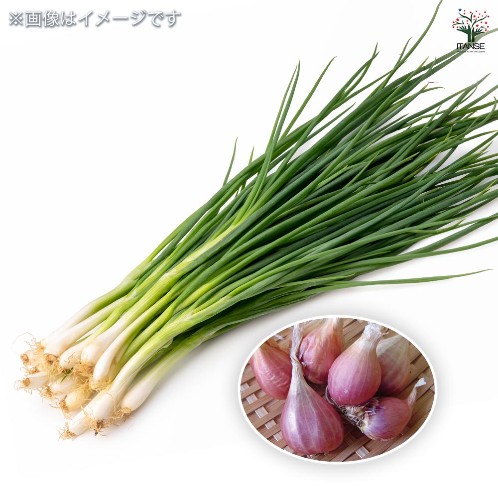 紫大玉 わけぎ 【野菜球根 充填時150g ／1個売り】