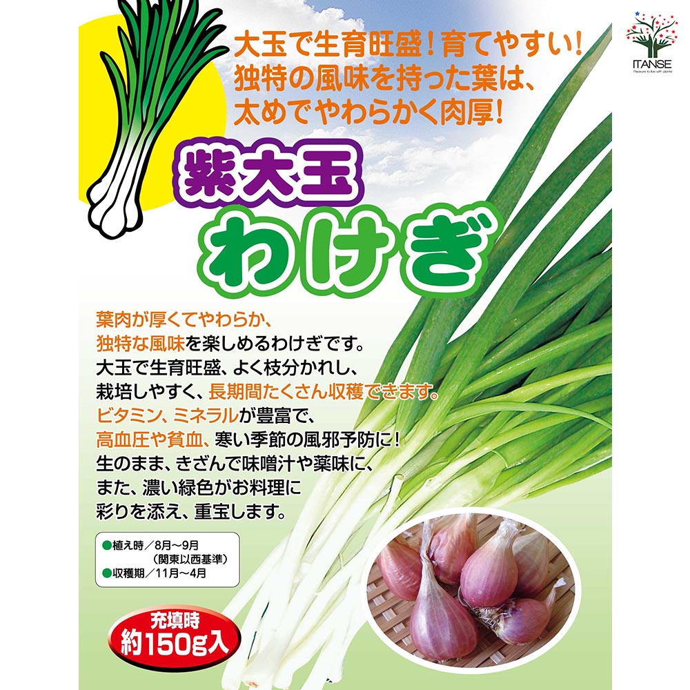 紫大玉 わけぎ 【野菜球根 充填時150g ／1個売り】