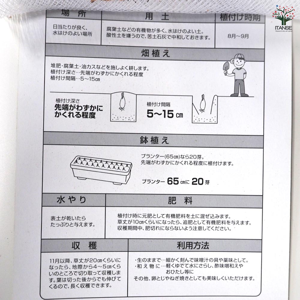 紫大玉 わけぎ 【野菜球根 充填時150g ／1個売り】