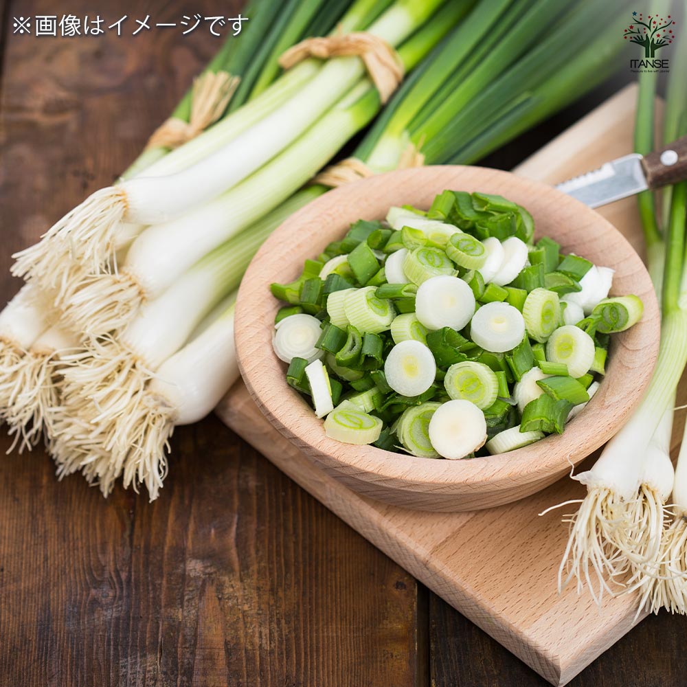 紫大玉 わけぎ 【野菜球根 充填時150g ／1個売り】