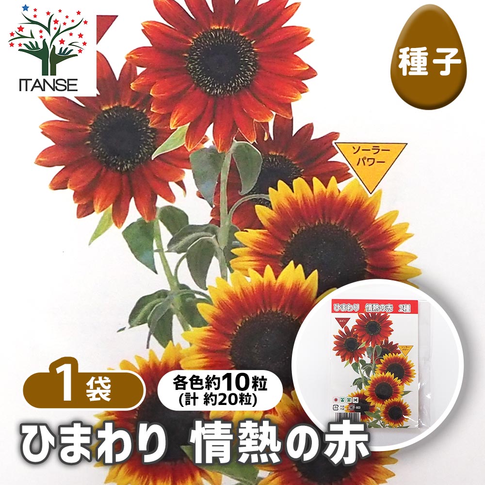 種子 ひまわり 情熱の赤 【 各約10粒／1袋売り】｜ 【植物の
