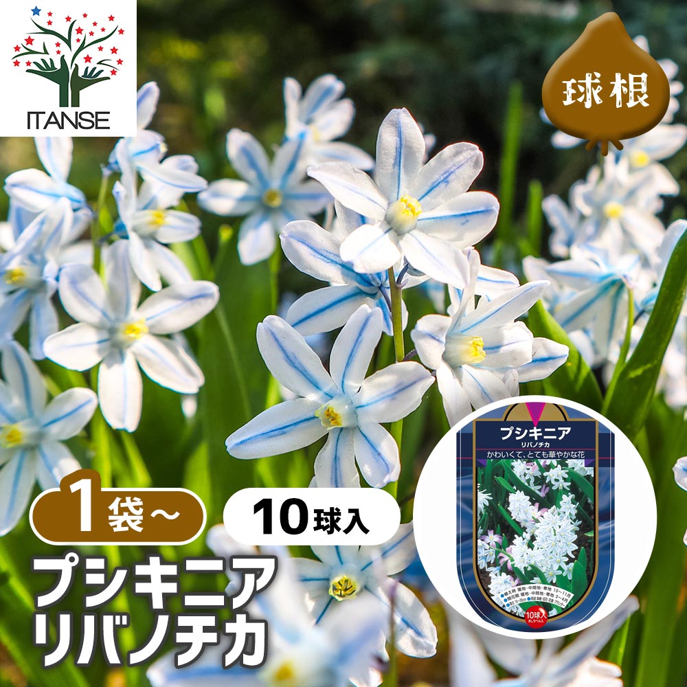 球根 プシキニア リバノチカ 【花球根 10球】｜ 【植物のITANSE