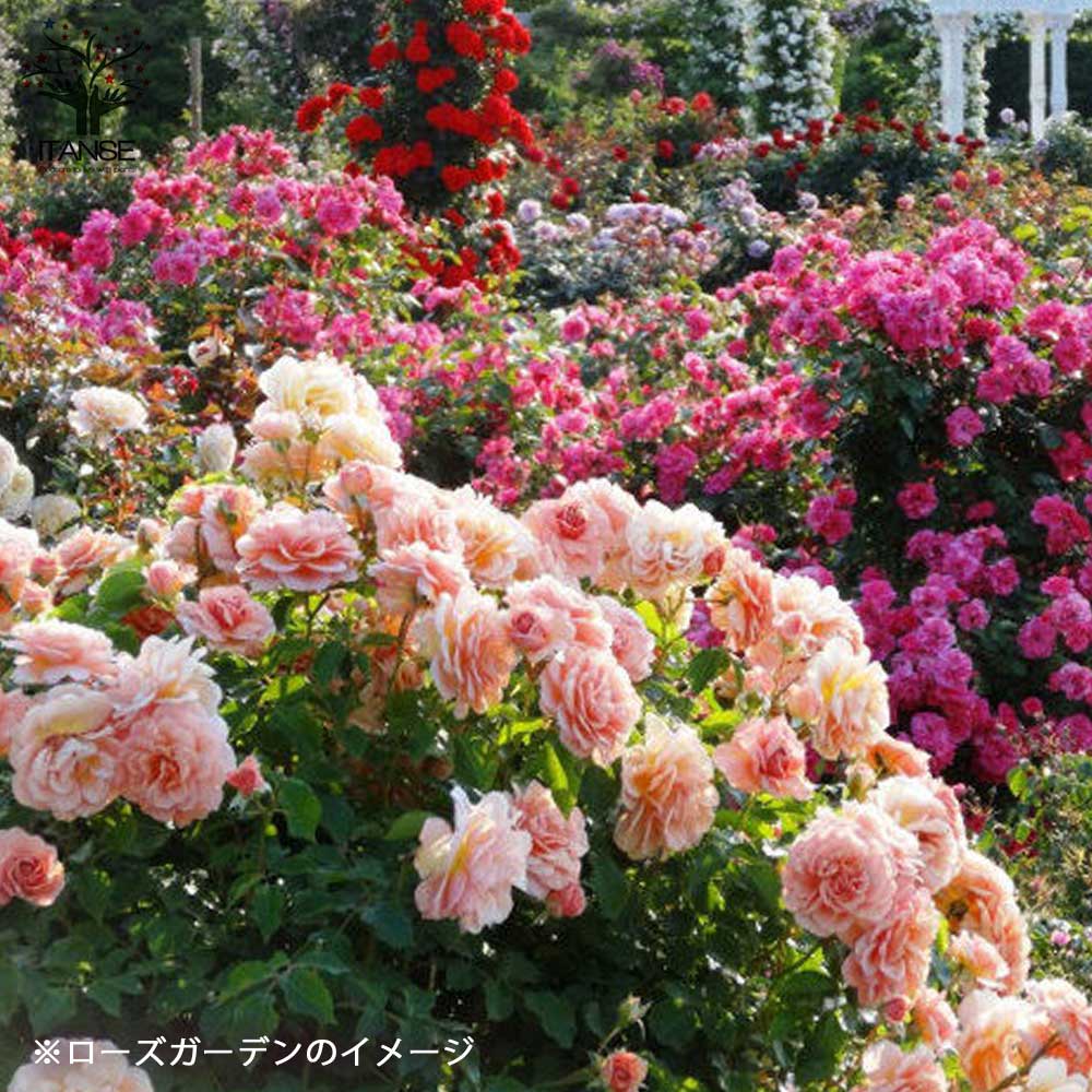 薔薇の苗 ブライダルピンク (四季咲きフロリバンダローズ)【花苗新苗4