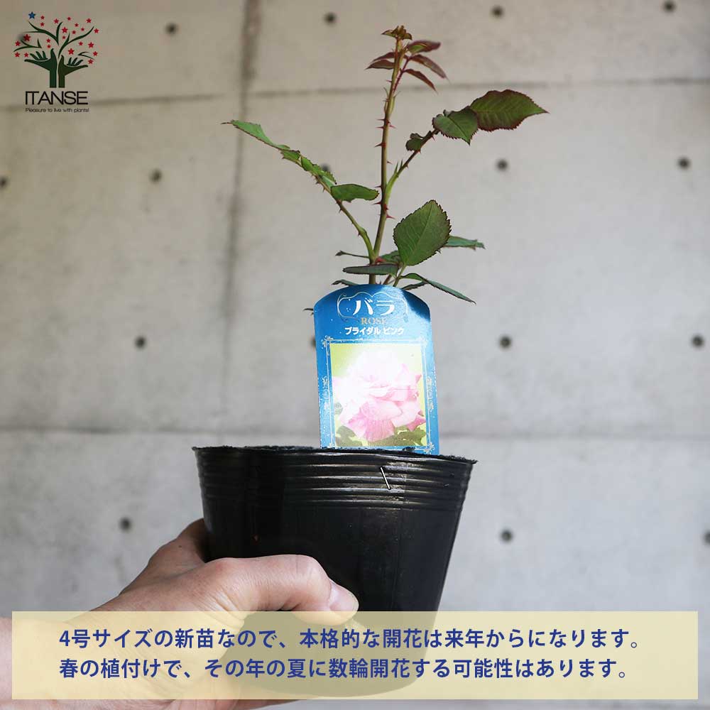 薔薇の苗 ブライダルピンク (四季咲きフロリバンダローズ)【花苗新苗4