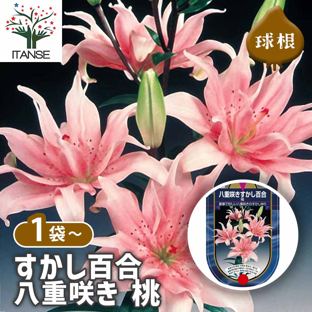 すかし百合 八重咲き 桃
