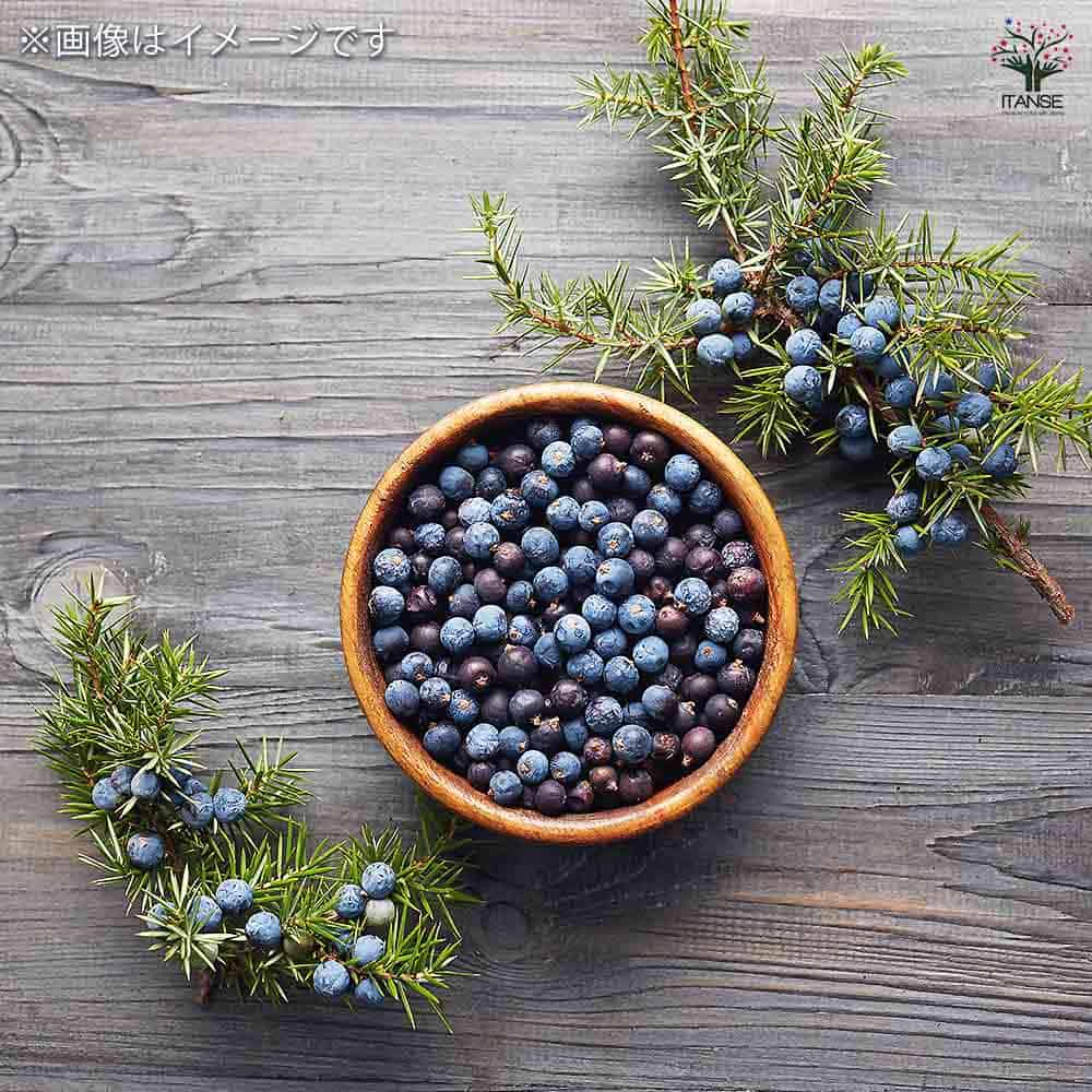 ジュニパーベリー オス メスセット 【果樹の苗木 4号／各1個合計2個