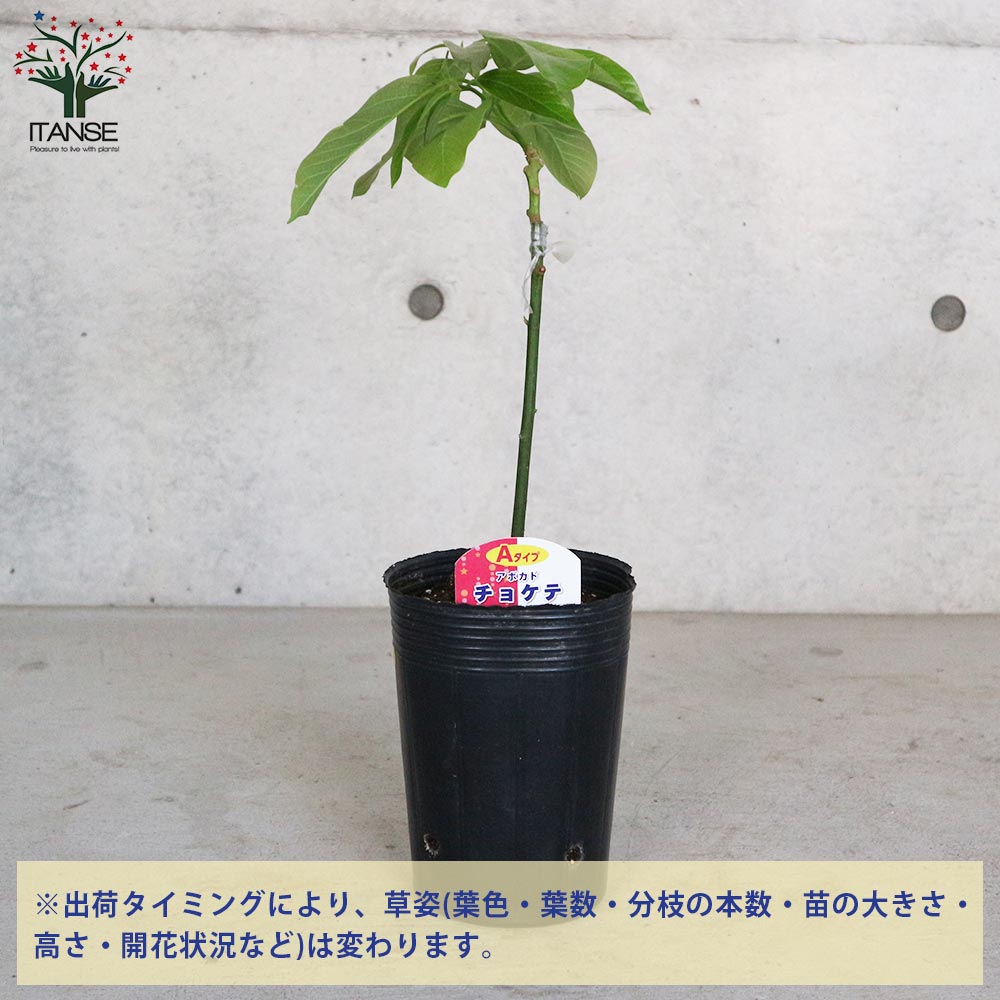 新品　アボカドの木　地上から測って1メートル15センチ有り 対面販売での販売です 新品 アボカドの木 地上から測って1メートル15センチ有り 対面販売で