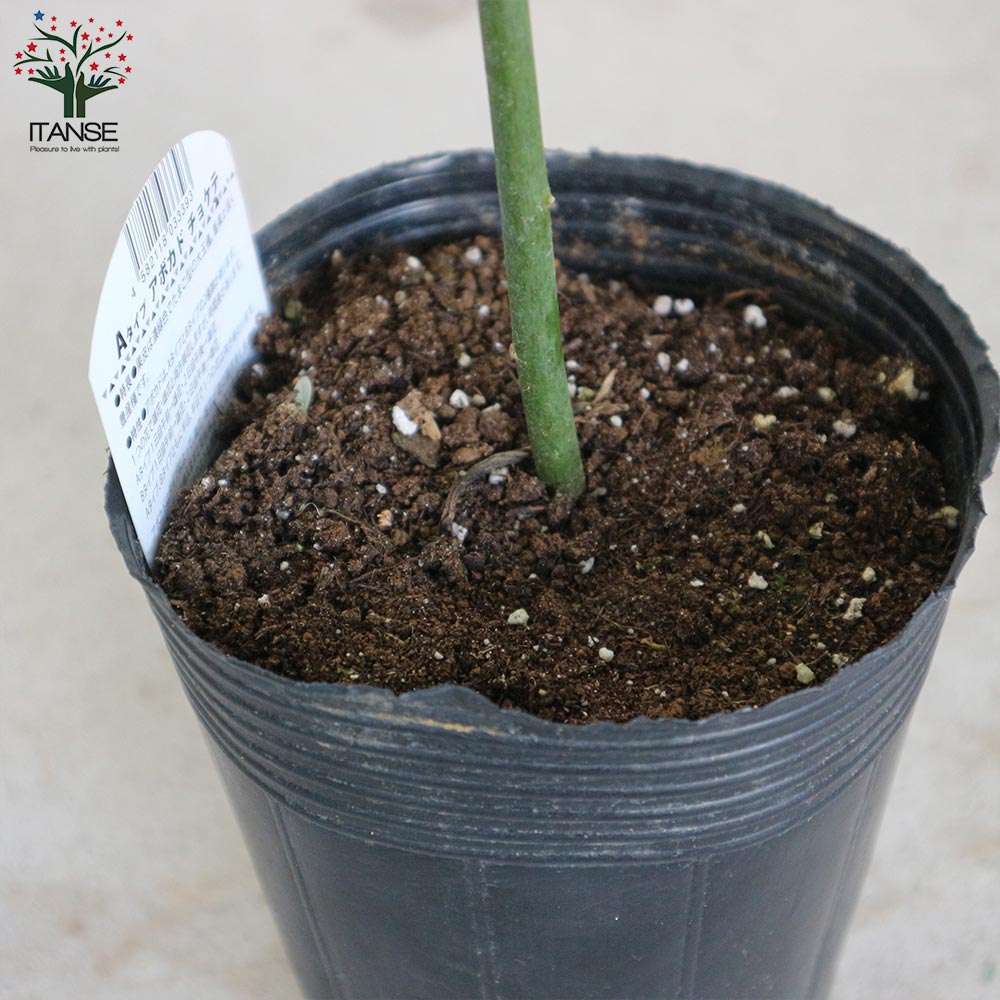 アボカドの苗木 品種：チョケテ(Aタイプ)【果樹の苗木 13.5cmポット