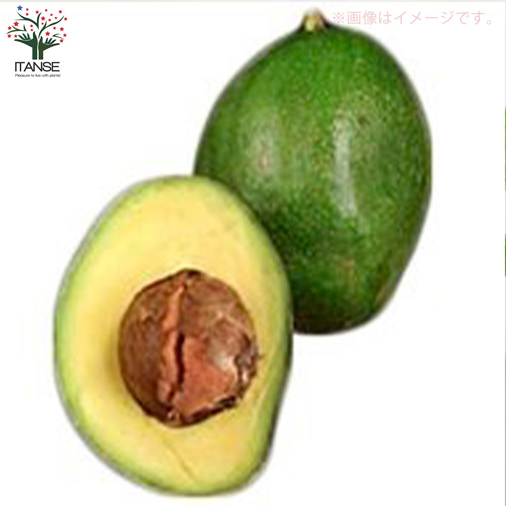 アボカドの苗木 品種：チョケテ(Aタイプ)【果樹の苗木 13.5cmポット