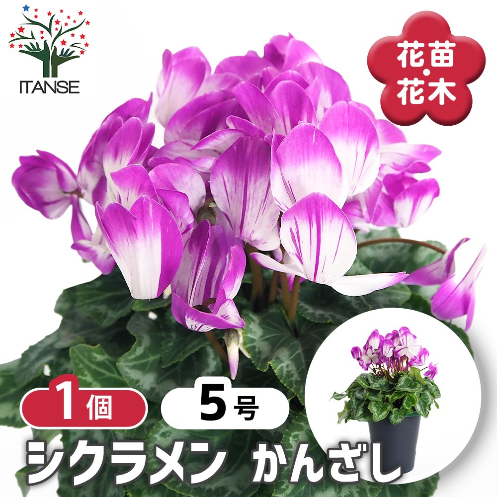 シクラメン かんざし