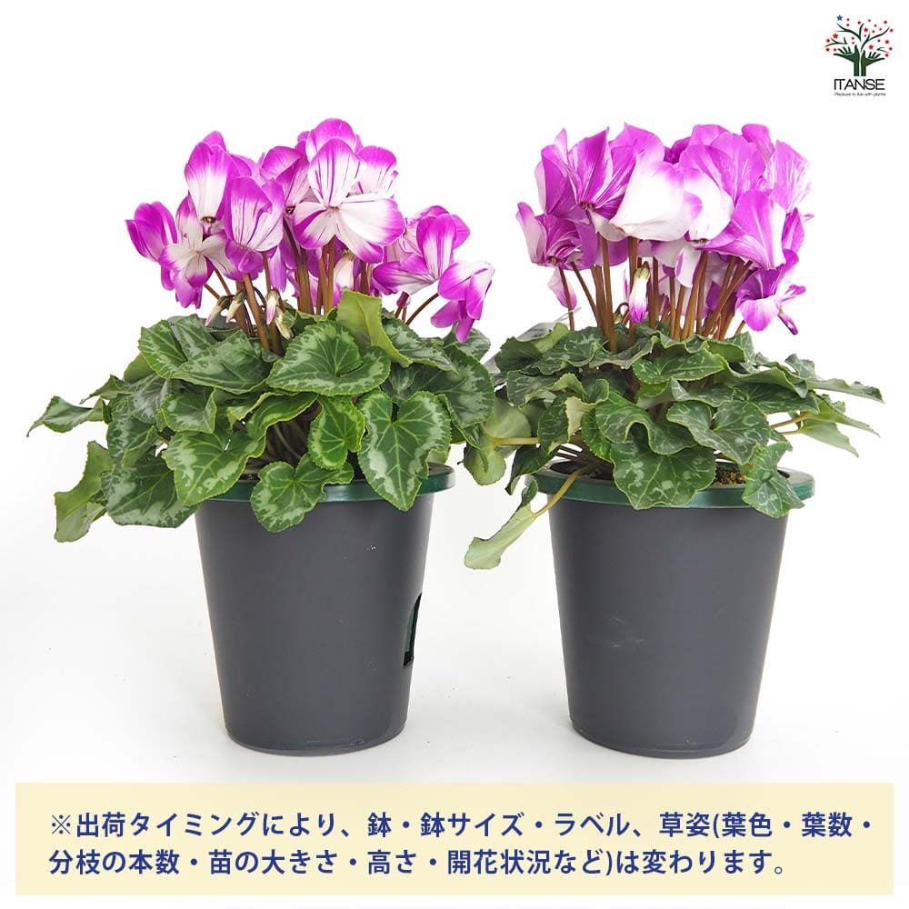 シクラメン かんざし 【花苗 5号/1個売り】