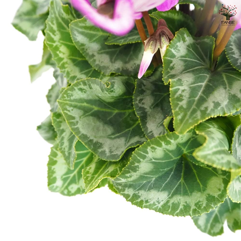 シクラメン かんざし 【花苗 5号/1個売り】