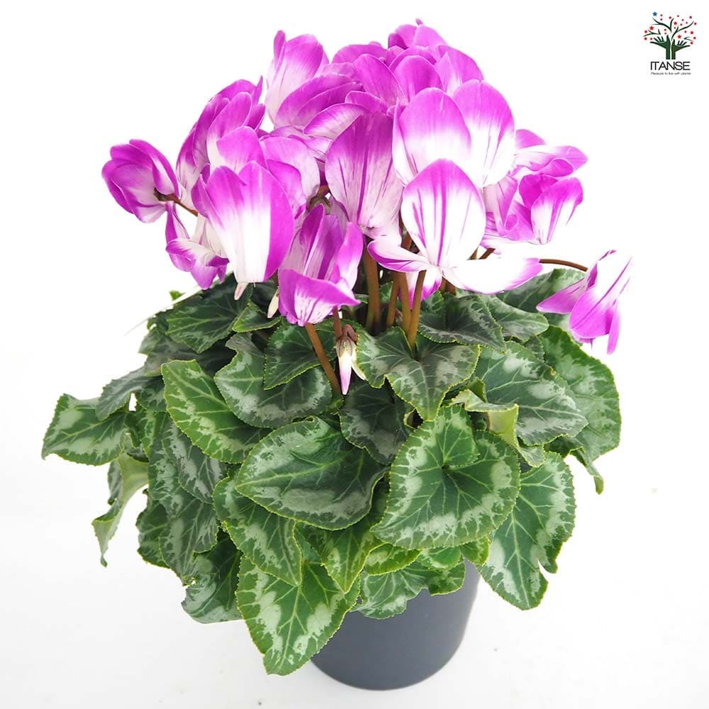 シクラメン かんざし 【花苗 5号/1個売り】