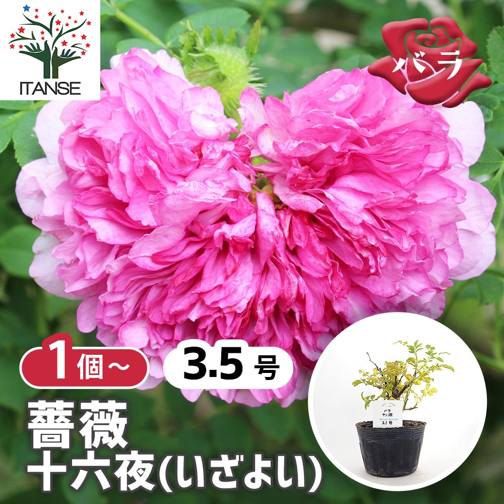 薔薇 十六夜 【花木苗 3.5号】｜ 【植物のITANSE】全品送料無料