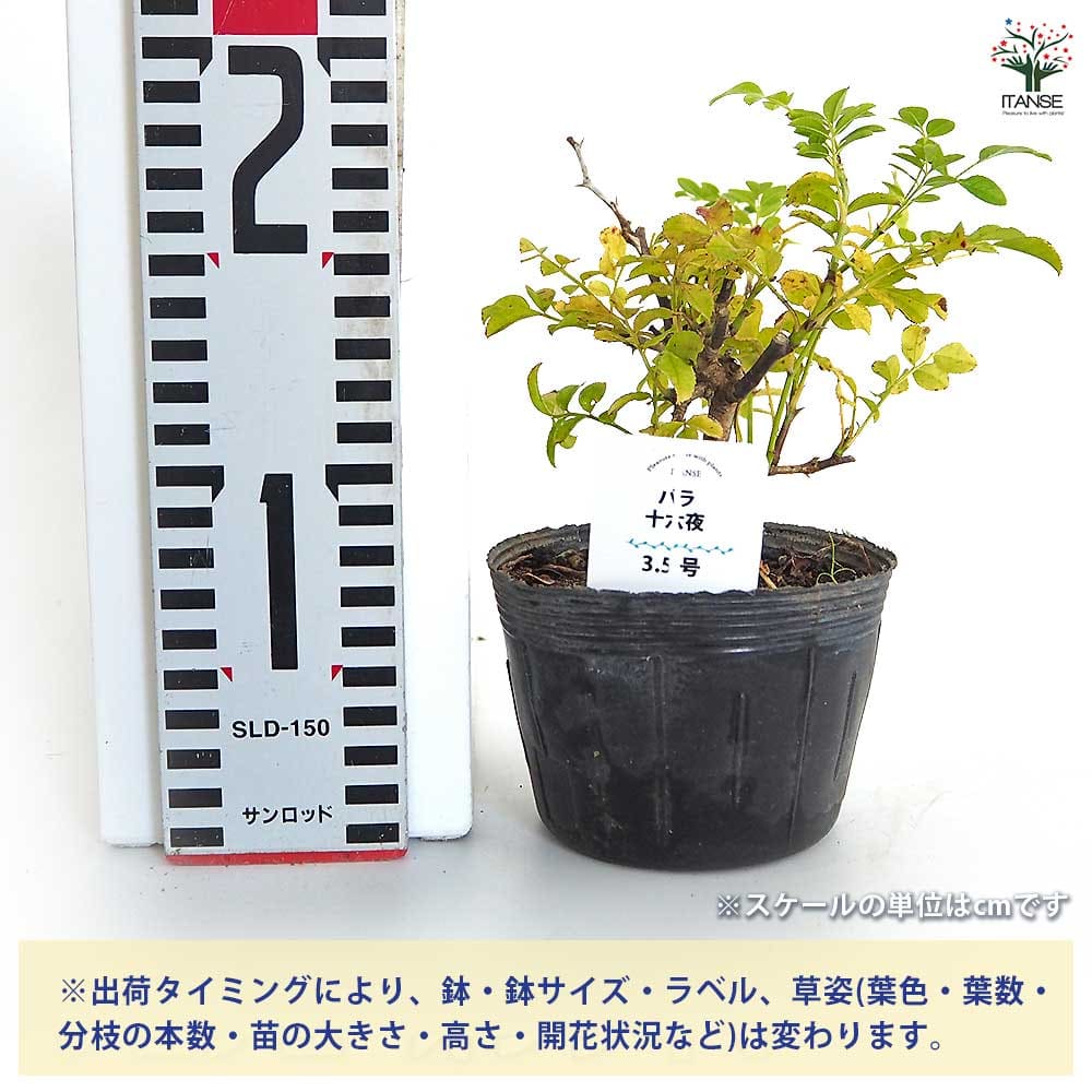 薔薇 十六夜 【花木苗 3.5号】｜ 【植物のITANSE】全品送料無料