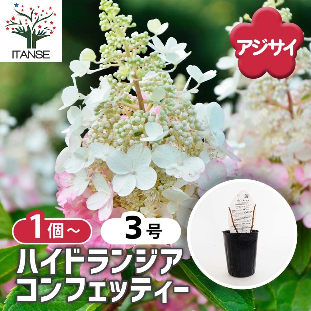 ハイドランジア コンフェッティー 【花木苗 3号】｜ 【植物の