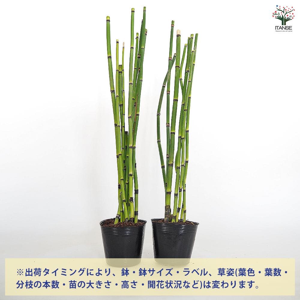 トクサ オオトクサ(ジャンボトクサ) 【花木苗 3.5号】｜ 【植物の