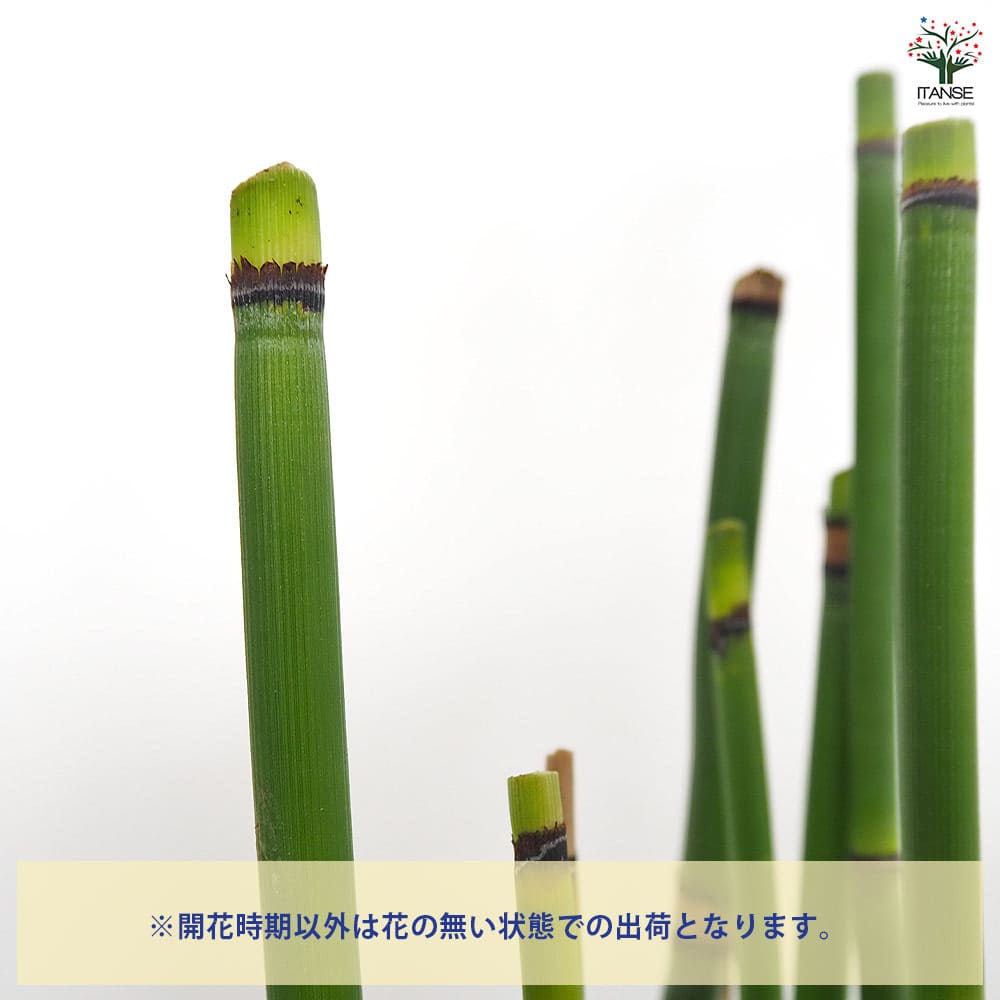 トクサ オオトクサ(ジャンボトクサ) 【花木苗 3.5号】｜ 【植物の