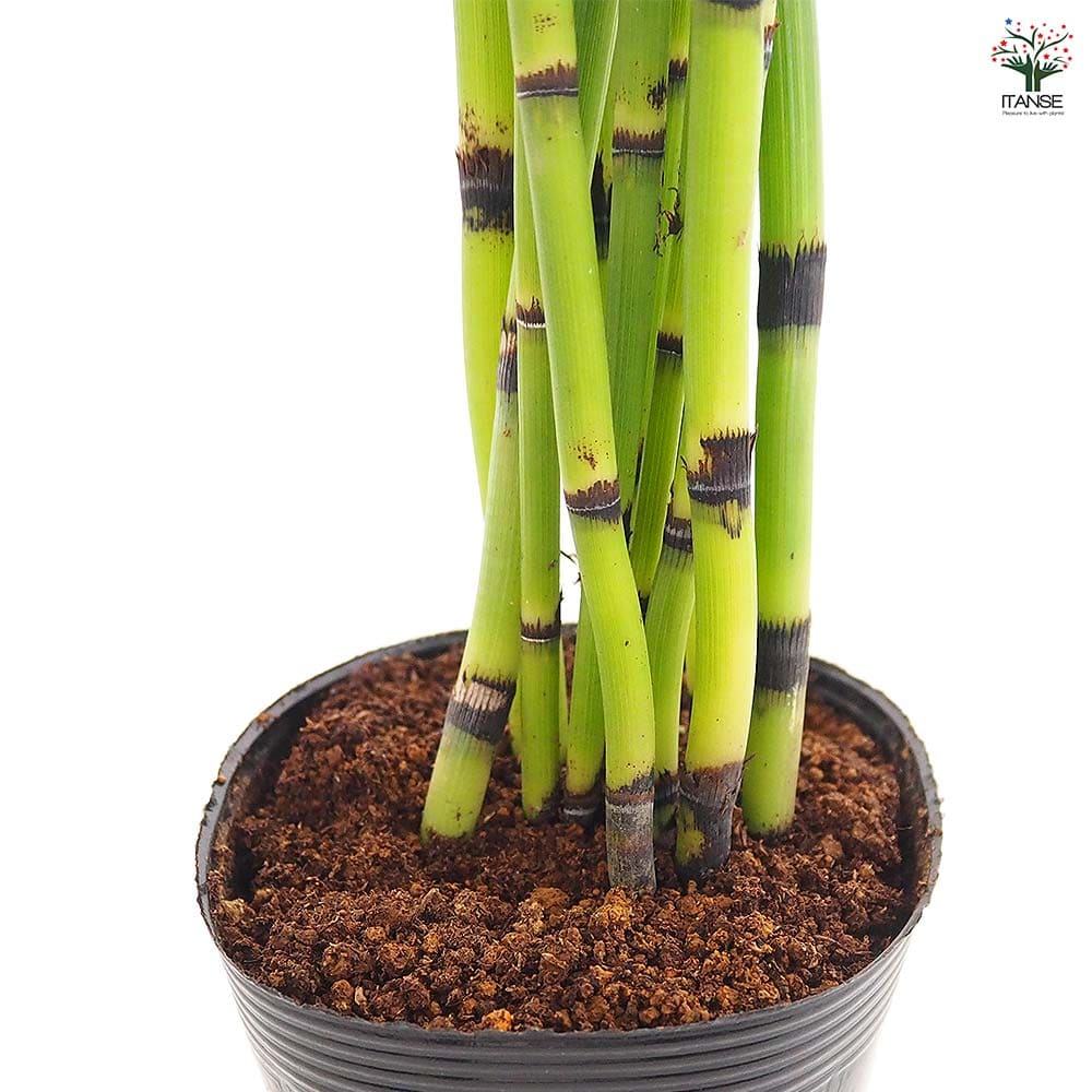 トクサ オオトクサ(ジャンボトクサ) 【花木苗 3.5号】｜ 【植物の