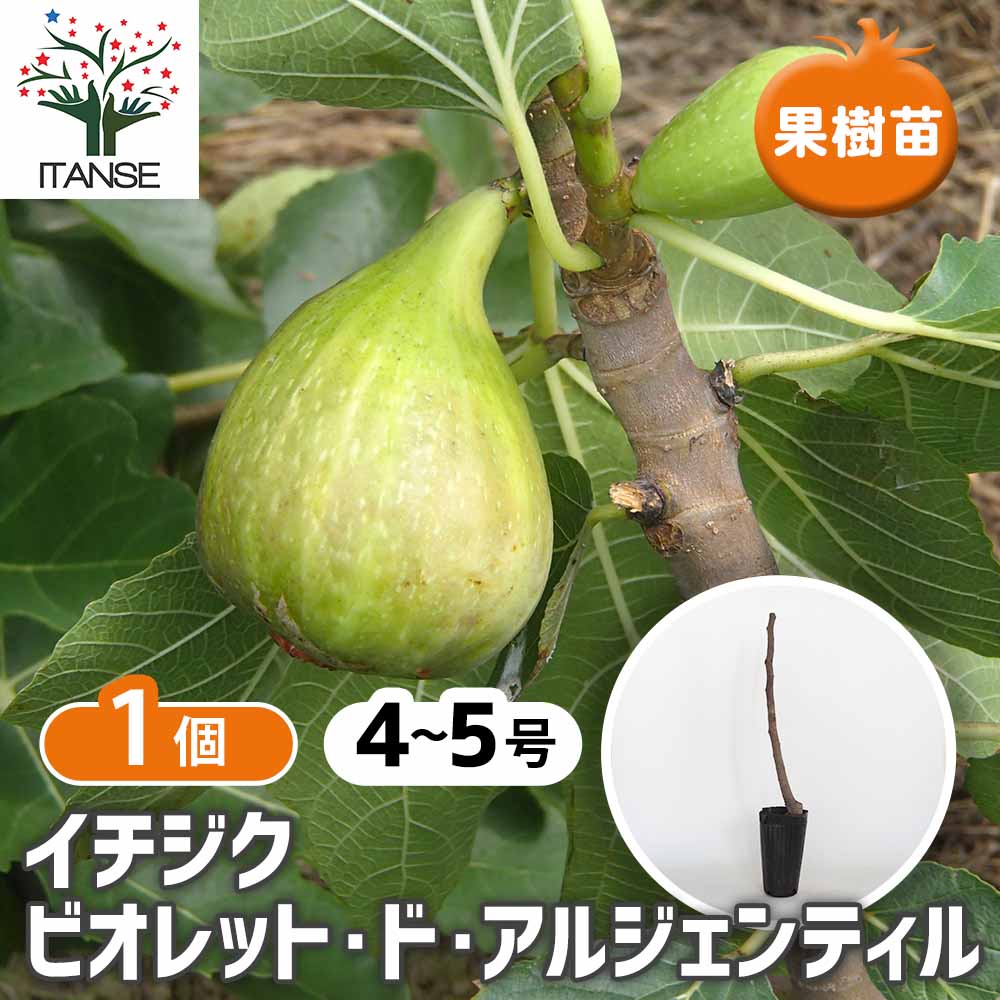 イチジク ビオレット ド アルジェンティル 【果樹の苗木 4号／1個売り