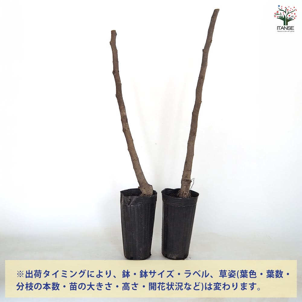 イチジク ビオレット ド アルジェンティル 【果樹の苗木 4号／1個売り】