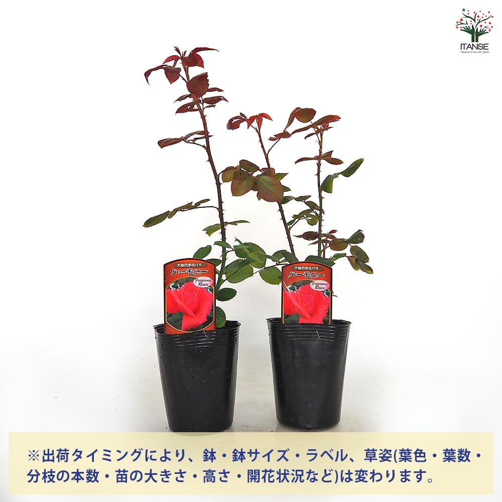 薔薇 ハーモニー ハイブリッドティーローズ 【花木苗 4号／1個売り