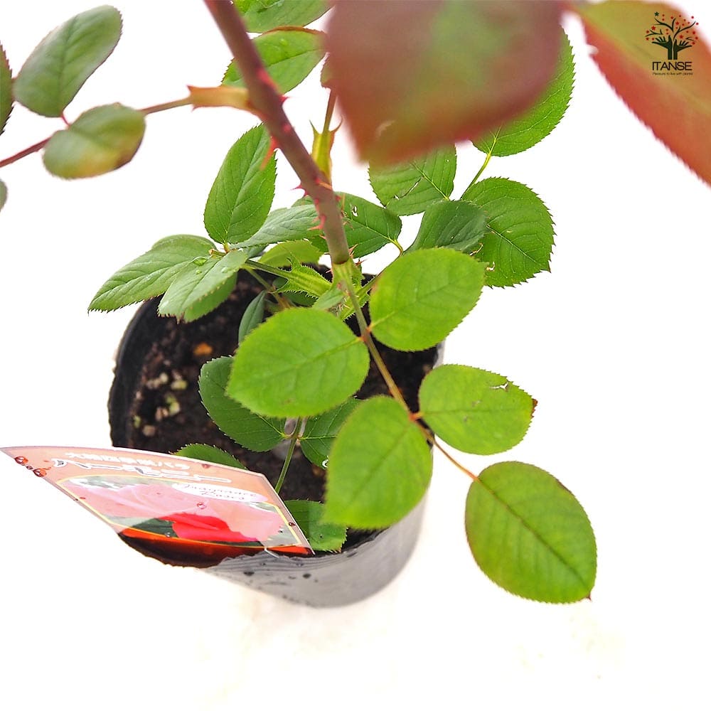 薔薇 ハーモニー ハイブリッドティーローズ 【花木苗 4号／1個売り