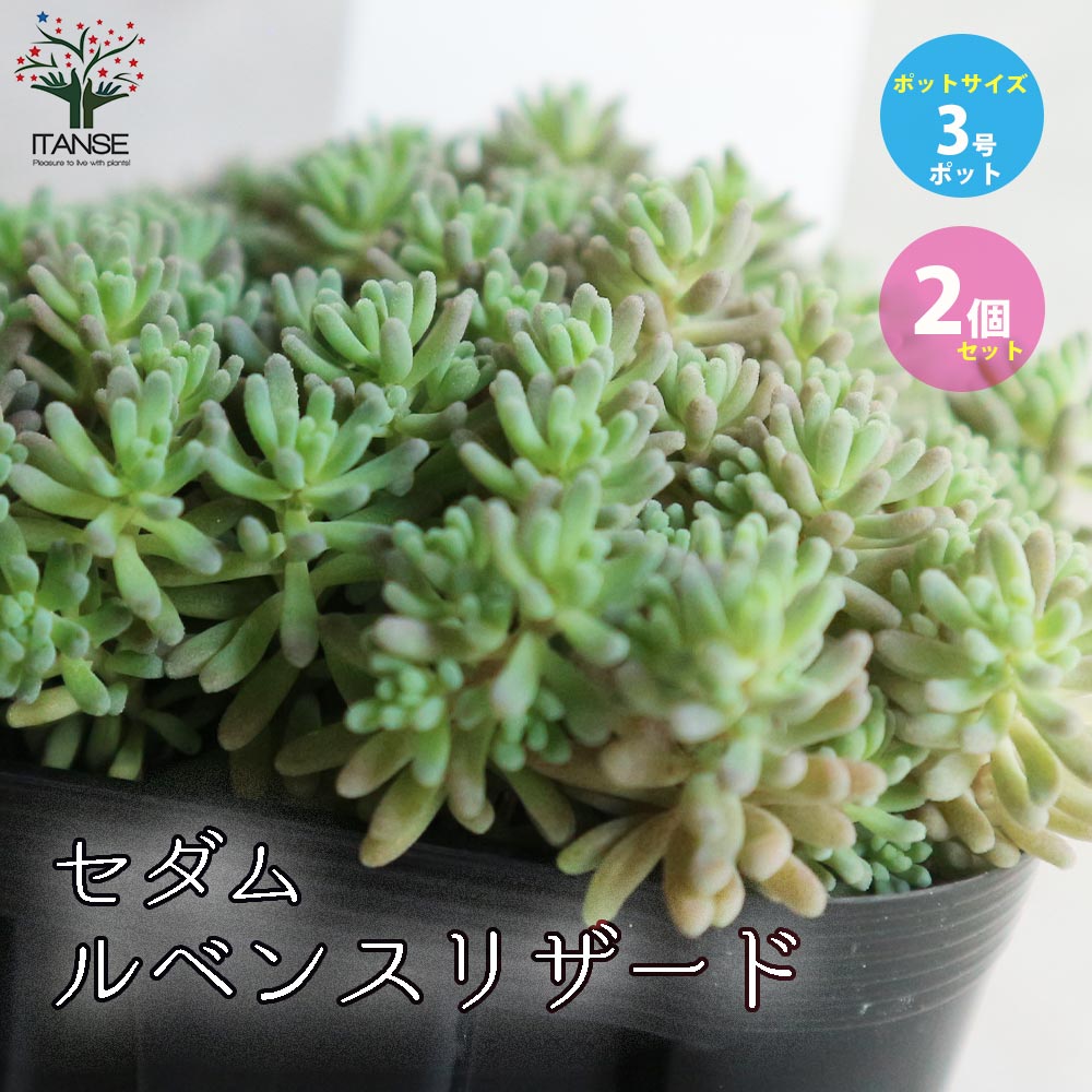 セダム・ルベンス リザード グランドカバー苗【多肉植物 3号