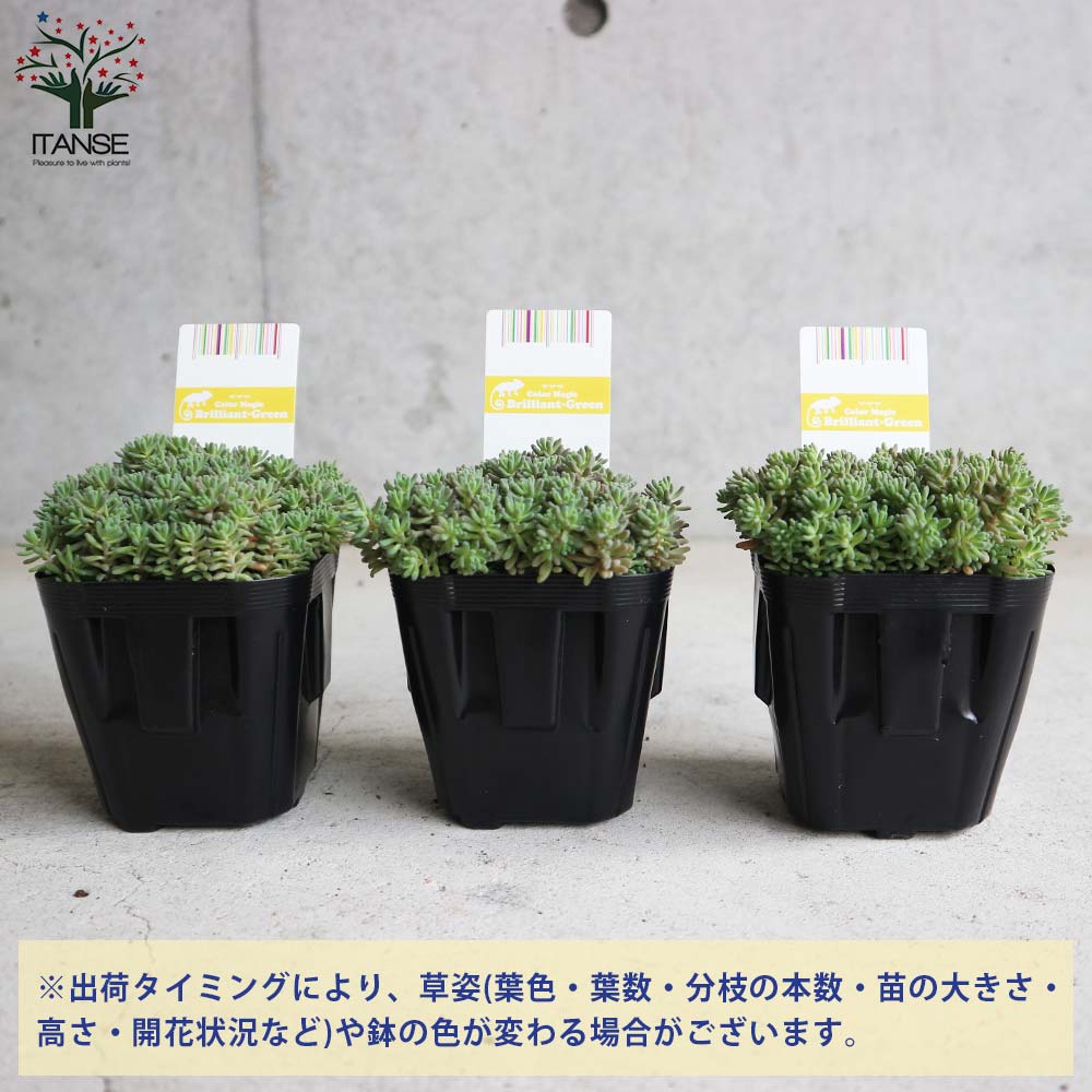 多肉植物 ルベンスリザード② 5株  抜き苗　セダム　希少 セダム属ルベンスリザード - YouTube