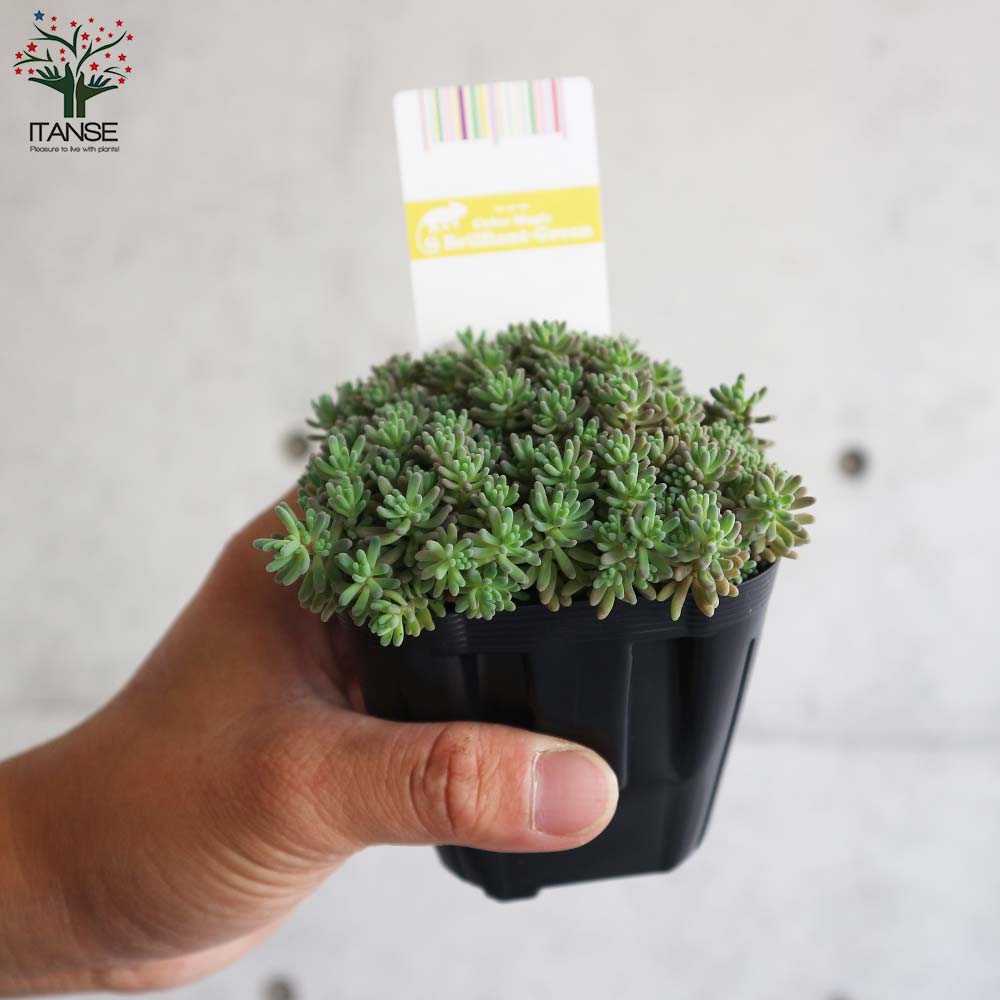 多肉植物 ルベンスリザード　カット苗　セダム 多肉植物 ルベンスリザード カット苗 セダム