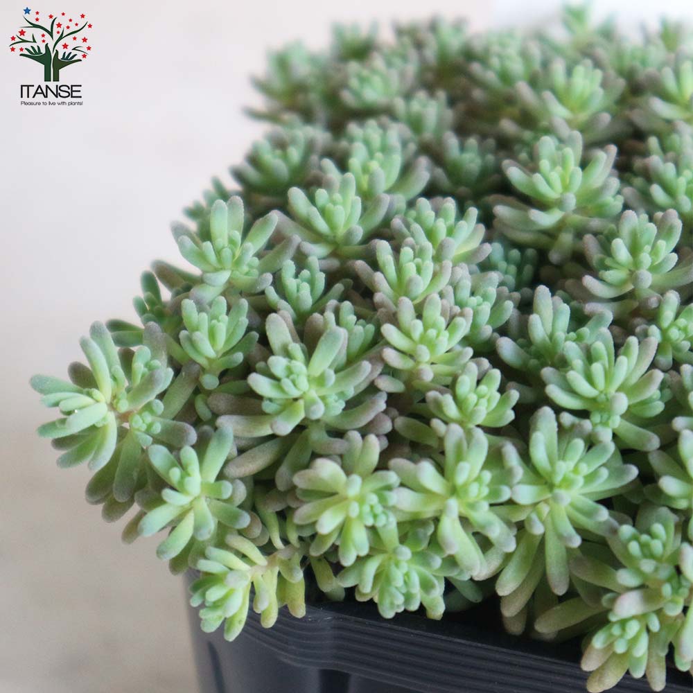 セダム・ルベンス リザード グランドカバー苗【多肉植物 3号ポット