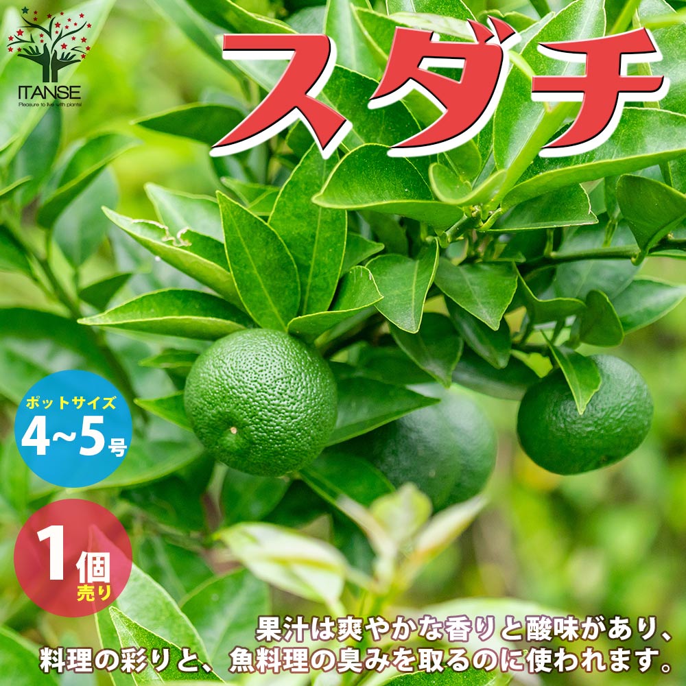 スダチの苗【果樹の苗木 4～5号ポット 接木苗／1個売り】｜ 【植物の