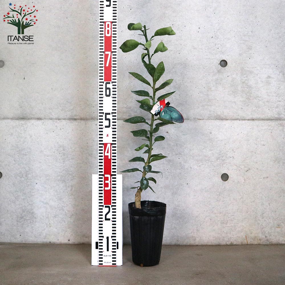 Itanse良品ｾﾚｸﾄ通販