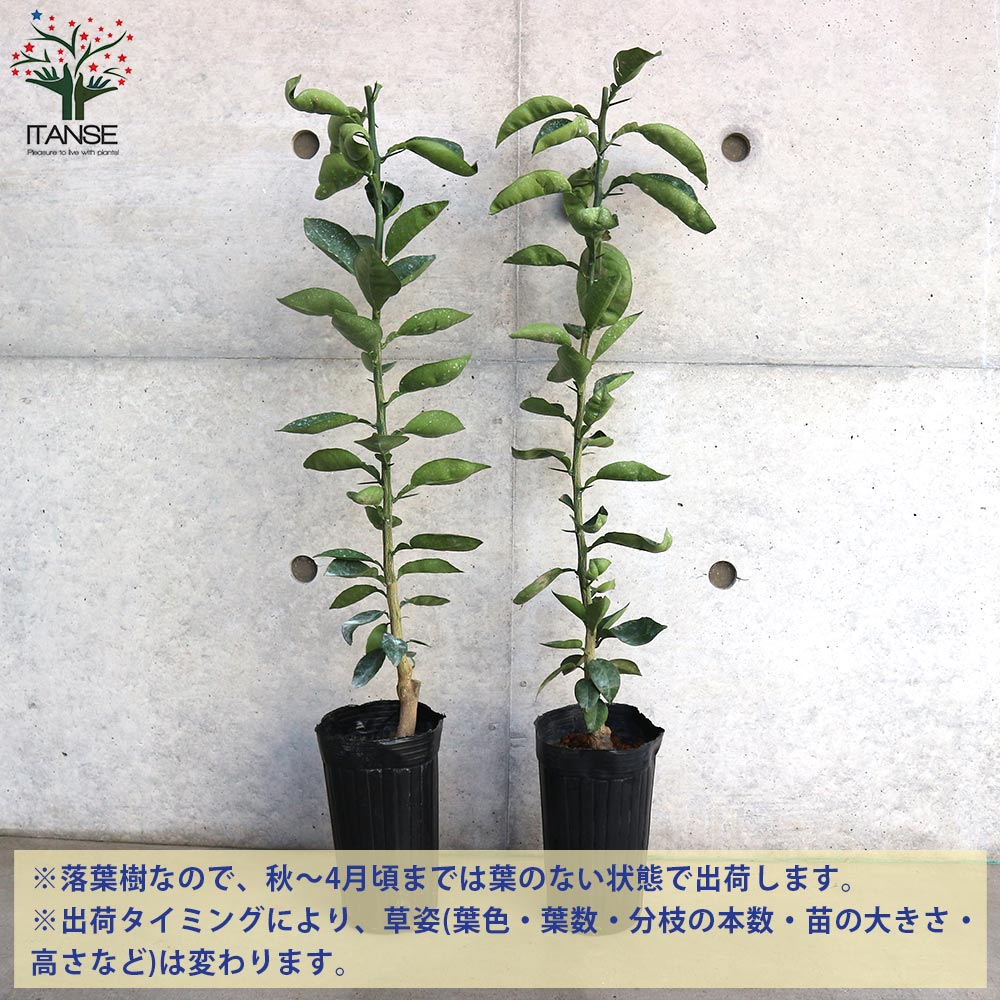 スダチの苗【果樹の苗木 4～5号ポット 接木苗／1個売り】｜ 【植物の