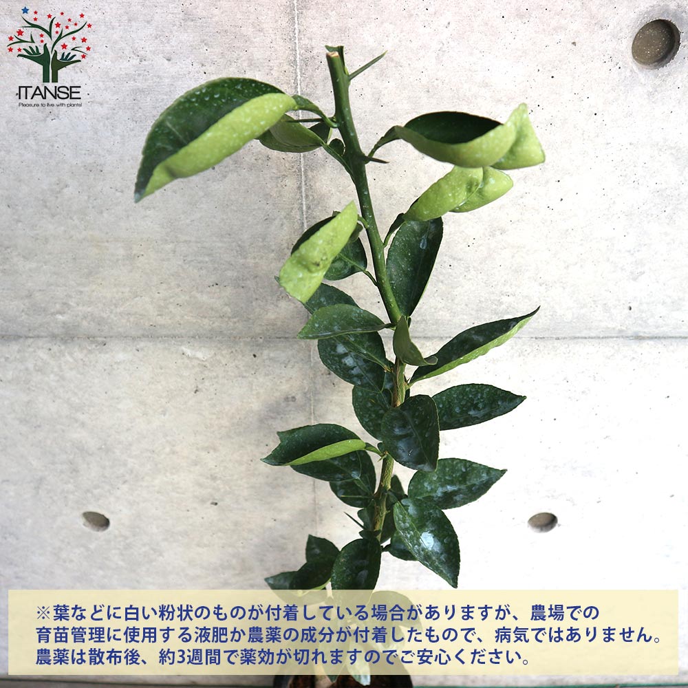 Itanse良品ｾﾚｸﾄ通販