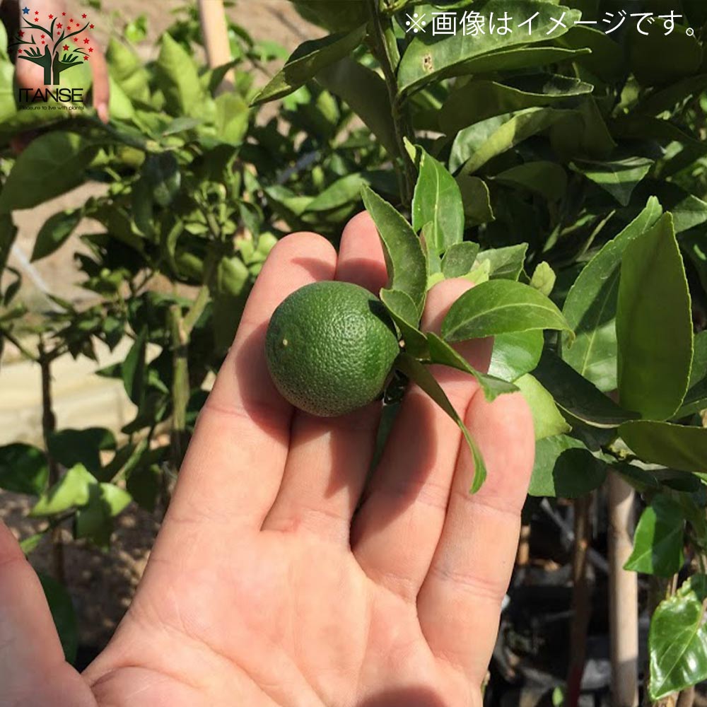 スダチの苗【果樹の苗木 4～5号ポット 接木苗／1個売り】｜ 【植物の