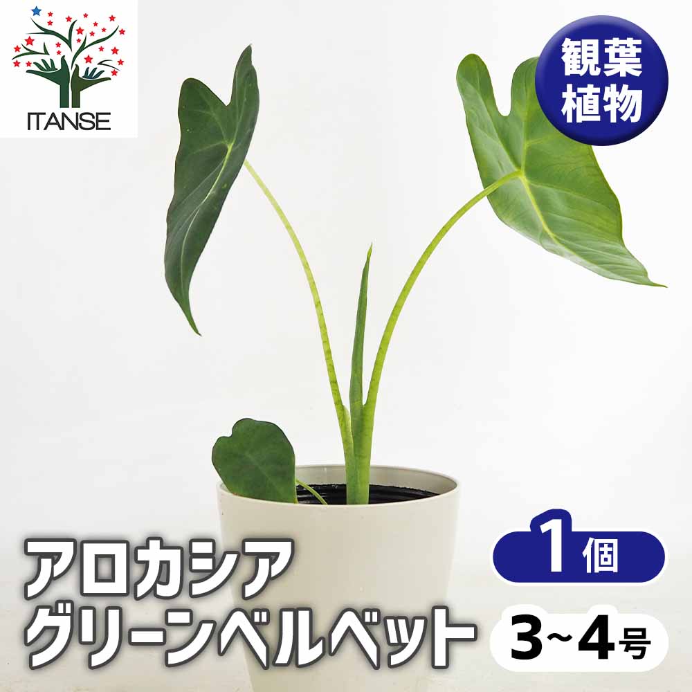 アロカシア グリーンベルベット 【観葉植物 3号／1個売り】｜ 【植物の