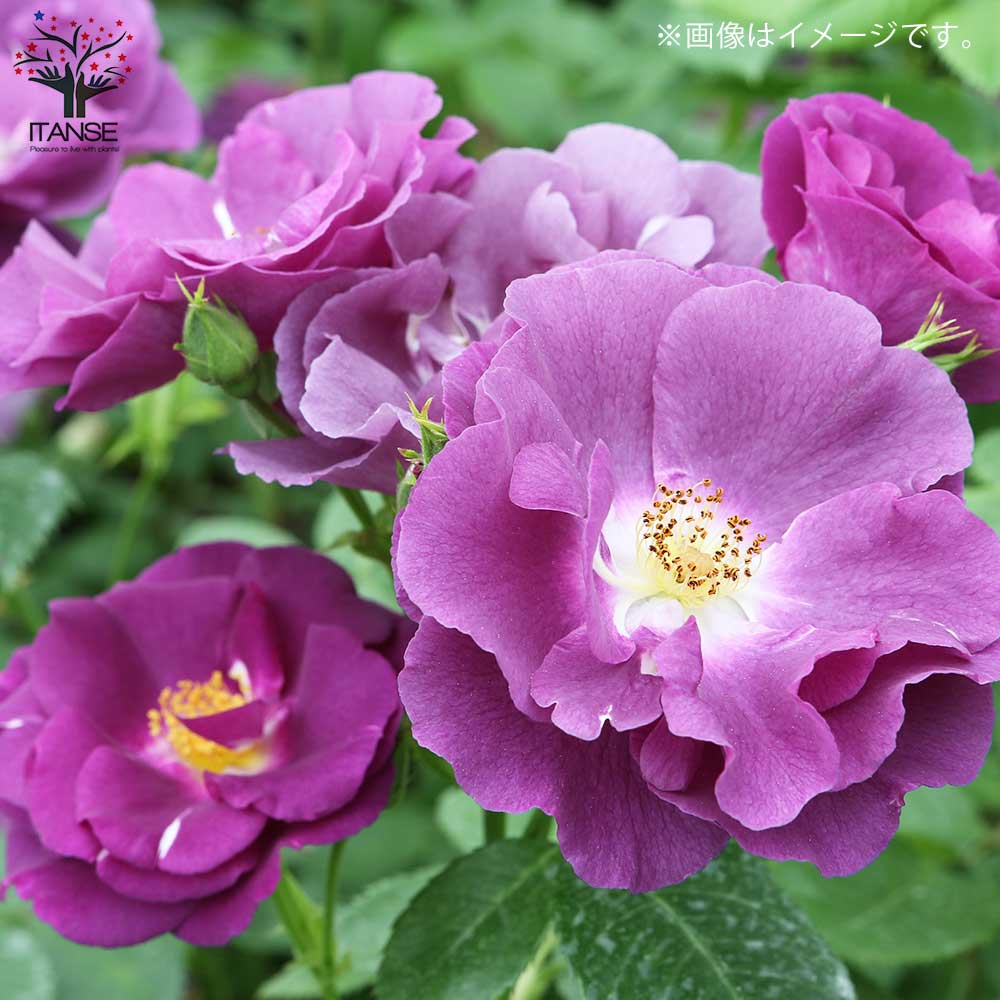 薔薇ラプソディ イン ブルー 【花苗 4号鉢／1個売り】｜ 【植物の 